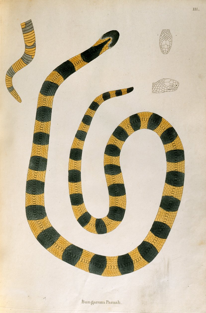 Bungarum Pamah Slang uit Een Verslag van Indiase Slangen verzameld van de Kust van Coromandel door Patrick Russell, Londen, 1796 door English School
