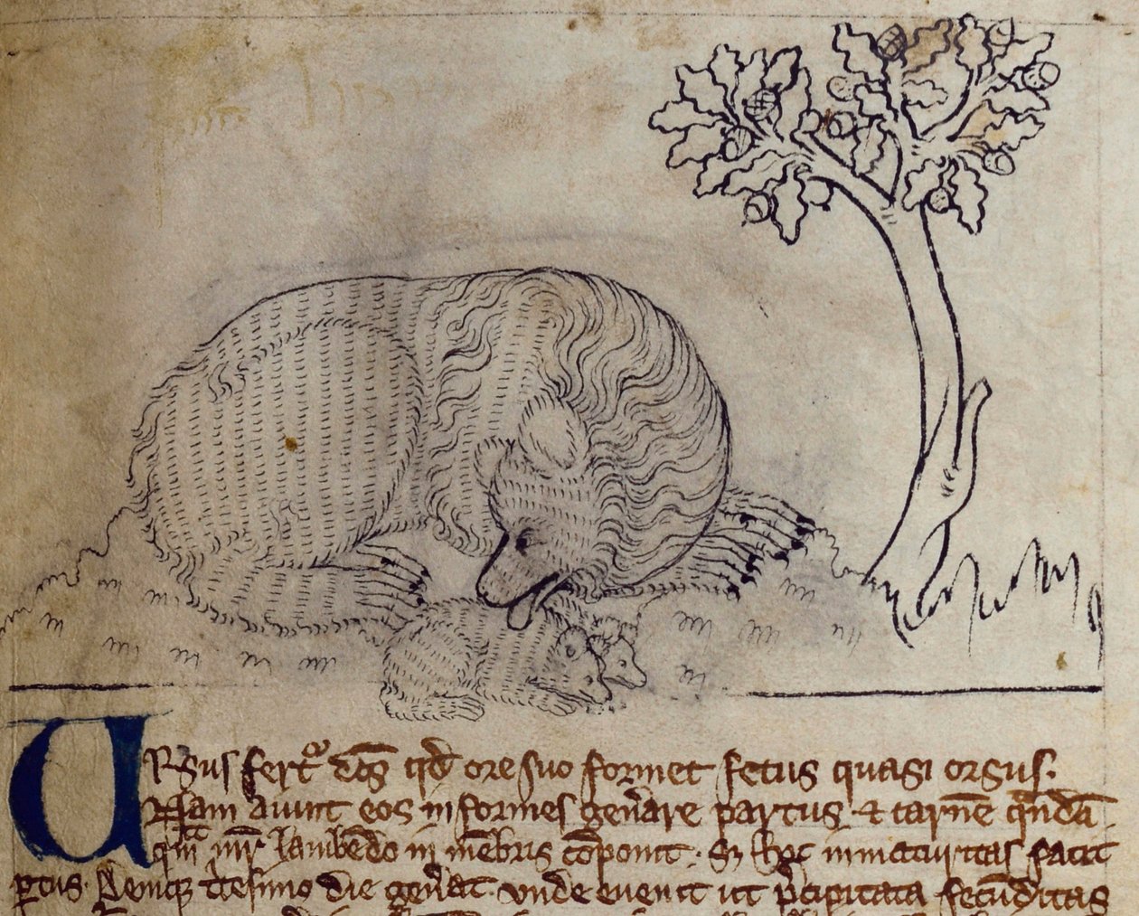 CCA-LitMs/D/10 fol. 3r Beer, uit Bestiarium door English School