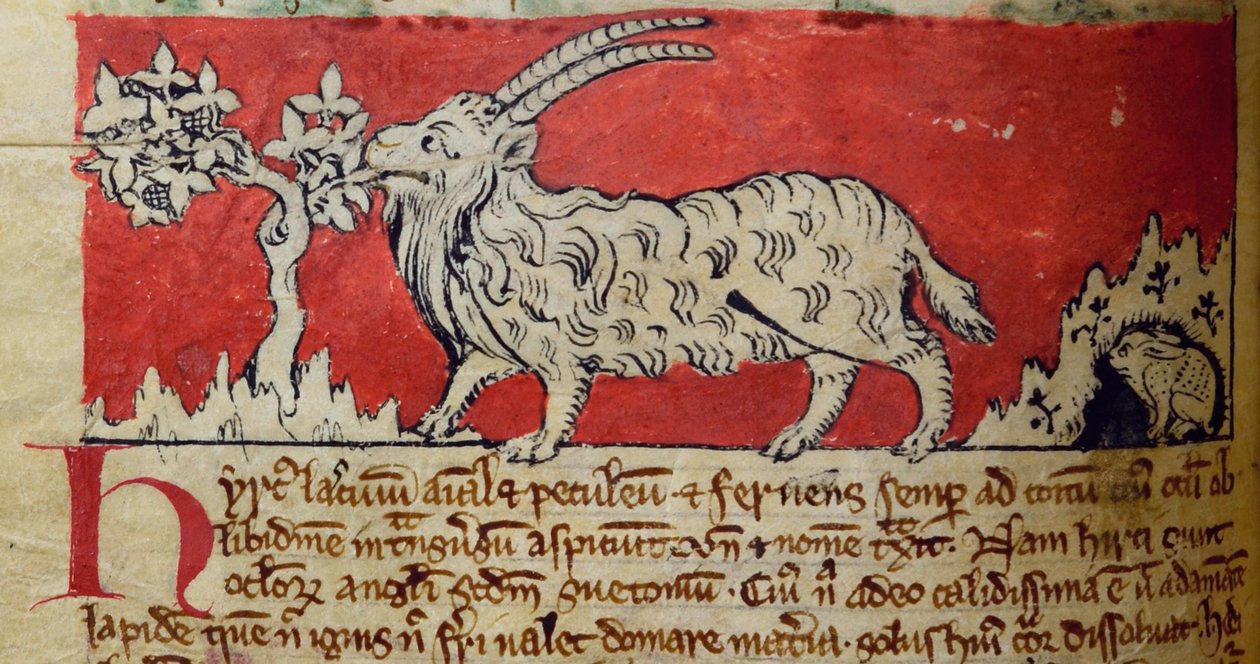 CCA-LitMs/D/10 fol. 8v Geit, uit Bestiarium door English School