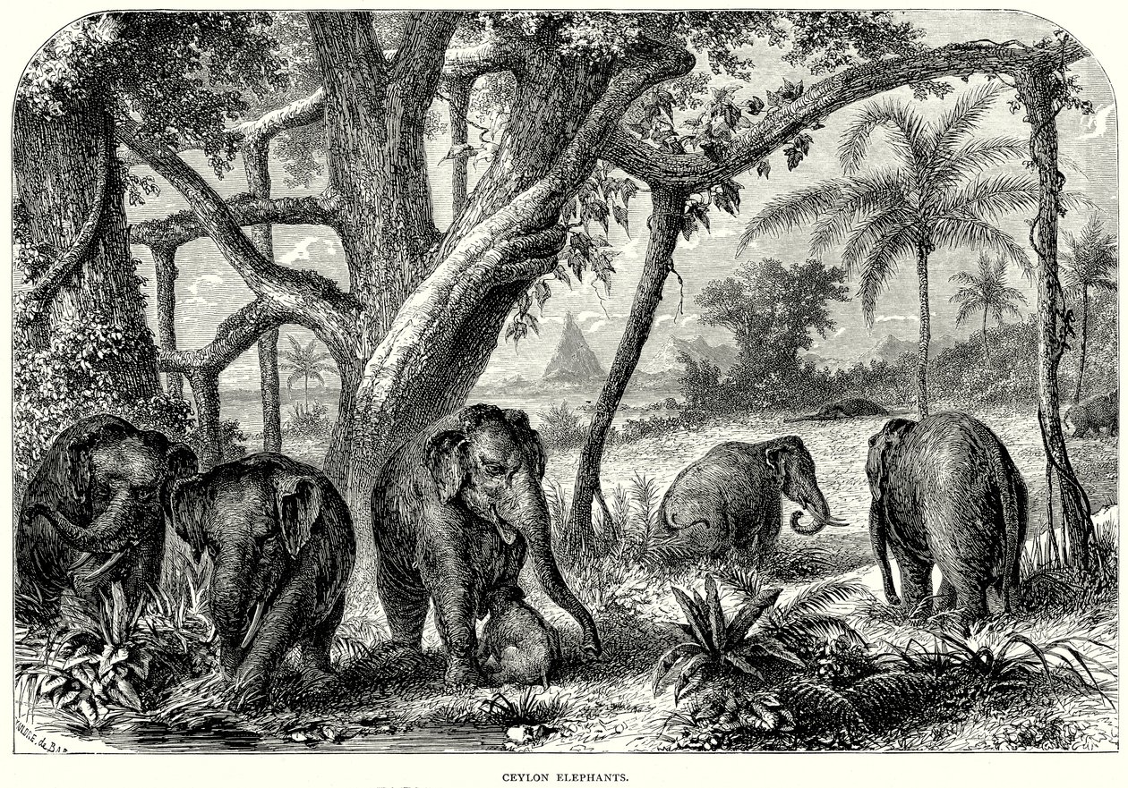 Ceylon-olifanten (gravure) door English School
