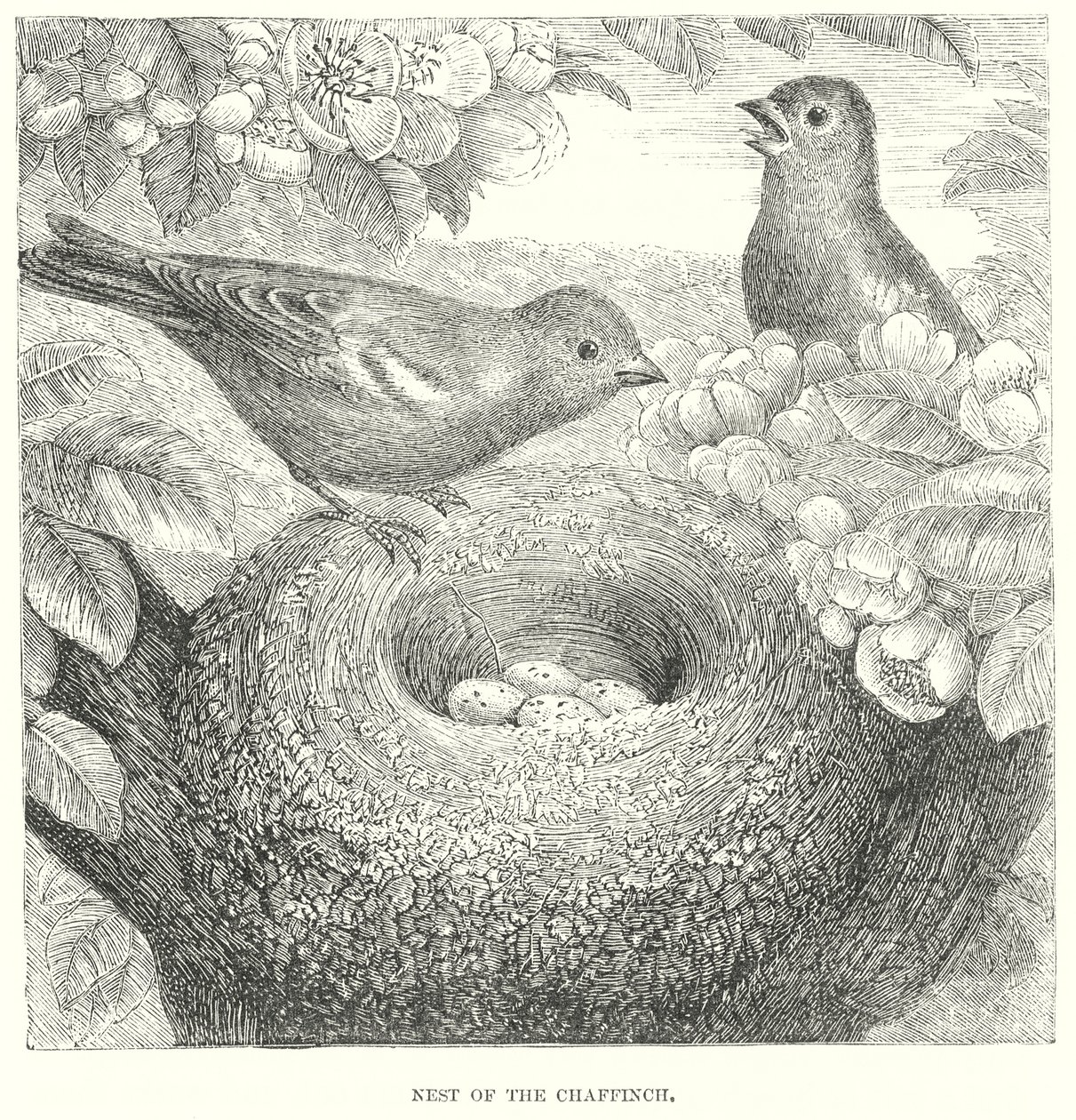 Vink (gravure) door English School