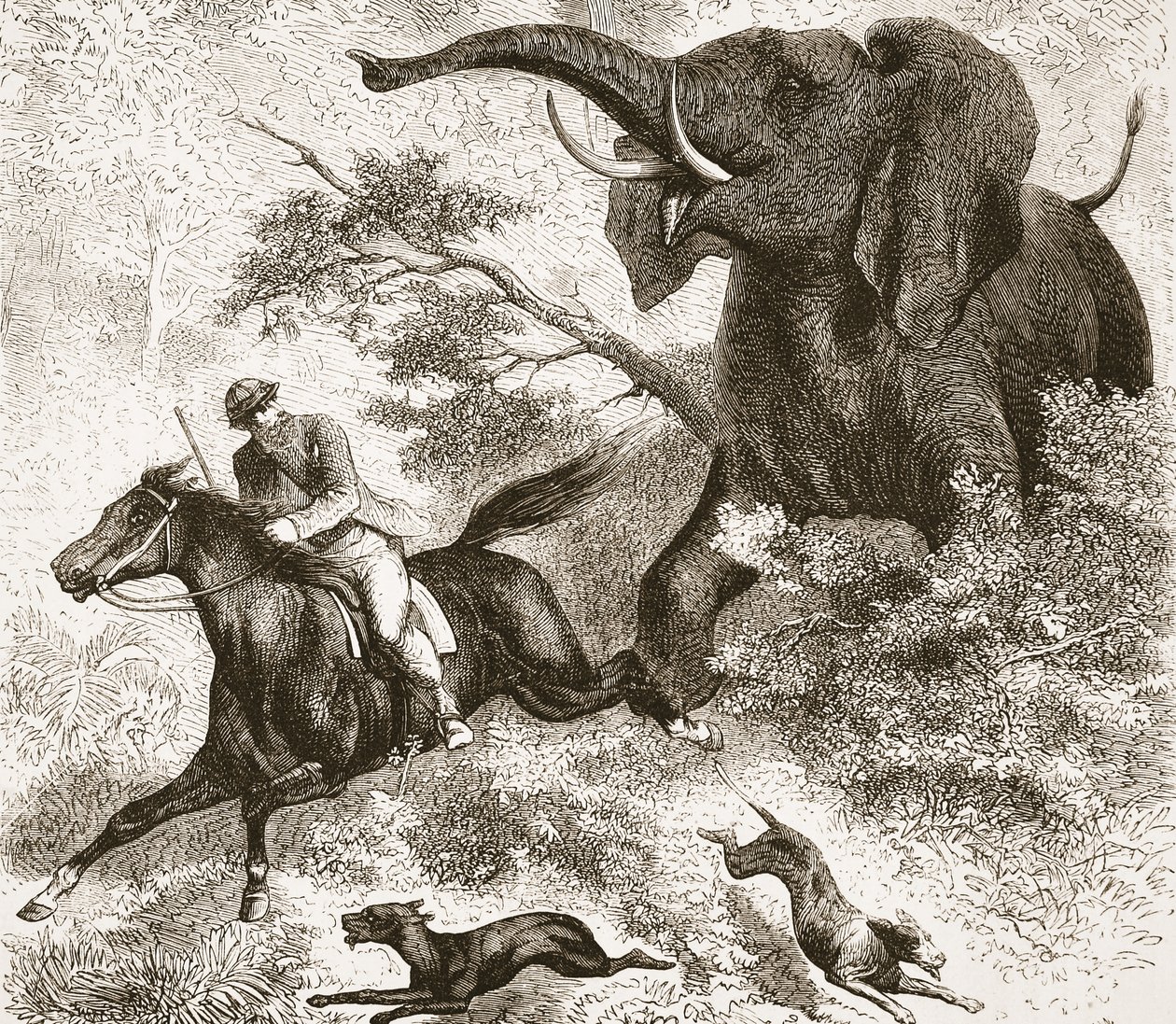 Achtervolgd door een olifant, illustratie uit De Geïllustreerde Editie van het Leven en de Ontdekkingen van David Livingstone door J. Ewing Richie, uitgegeven door A. Fullarton & Co., 1876 door English School