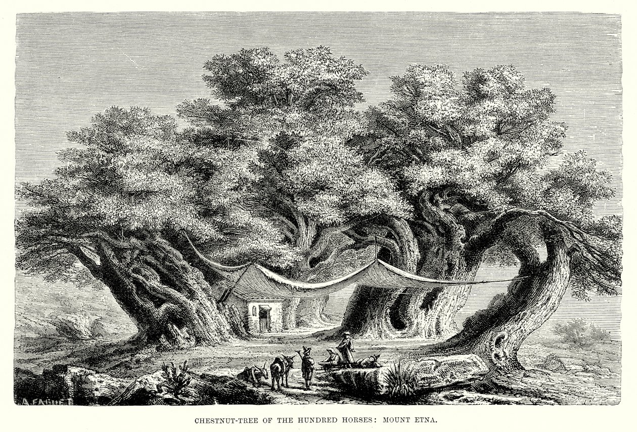 Kastanjeboom van de Honderd Paarden: De Etna (gravure) door English School