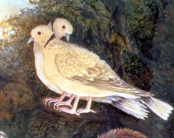 Kip en Duiven bij een Boerderij (detail) door English School
