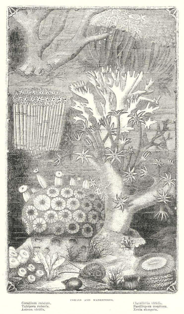 Koraal en Madrepore (gravure) door English School