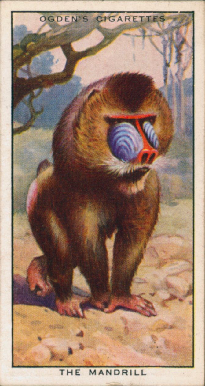 Verkering, dieren, de mandril (kleurenlitho) door English School