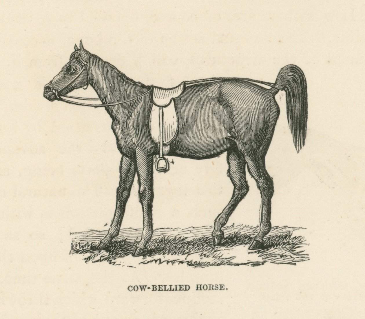 Paard met koeienbuik (gravure) door English School