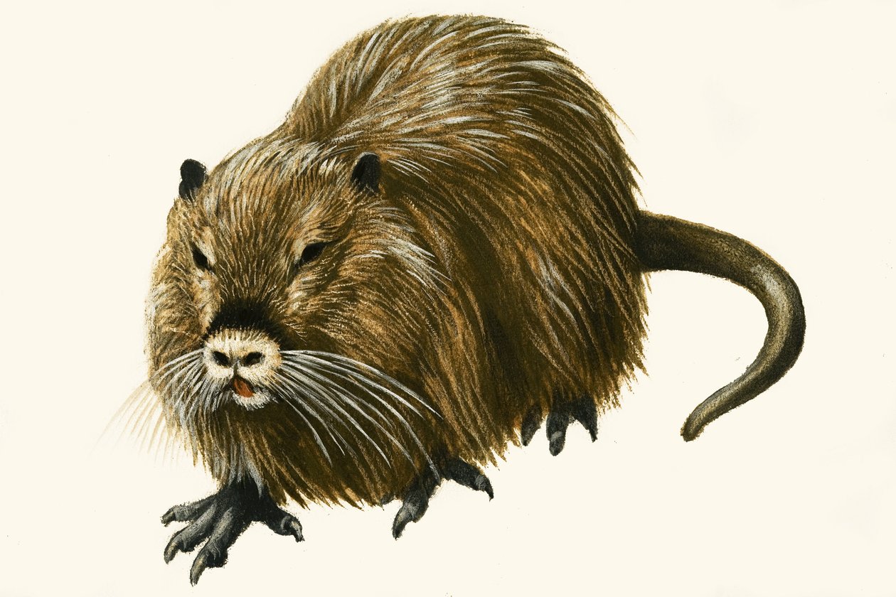 Coypu door English School
