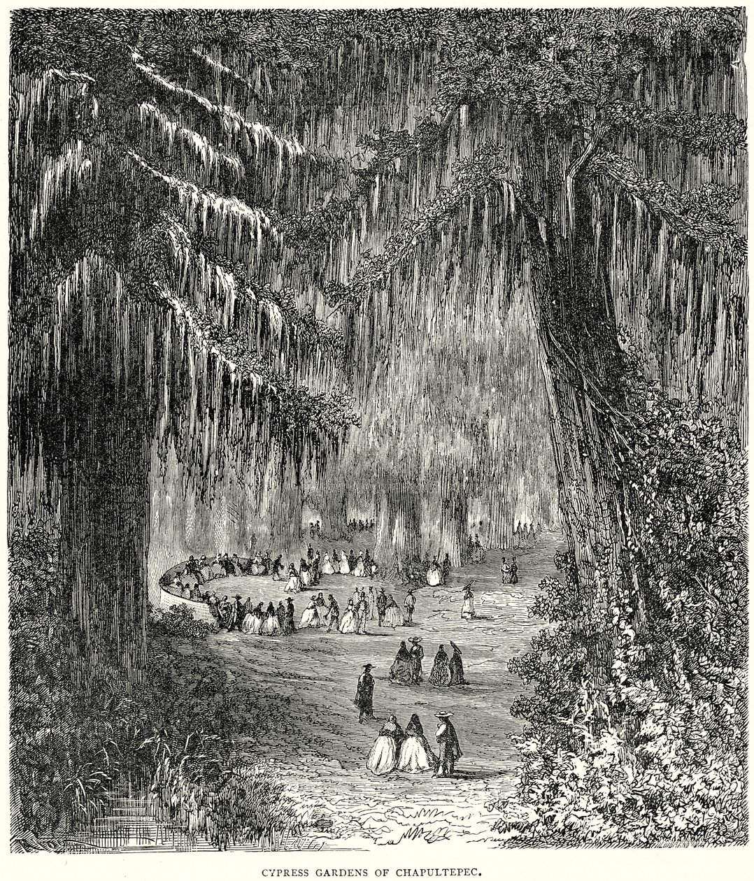 Cipres Tuinen van Chapultepec (gravure) door English School