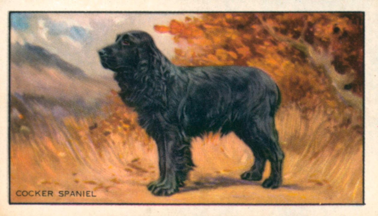 Honden: Cocker Spaniel (kleurenlitho) door English School
