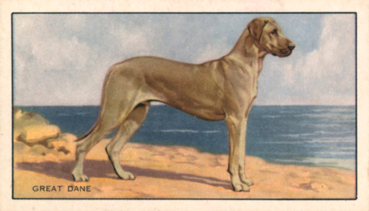 Honden: Duitse Dog (kleurenlitho) door English School