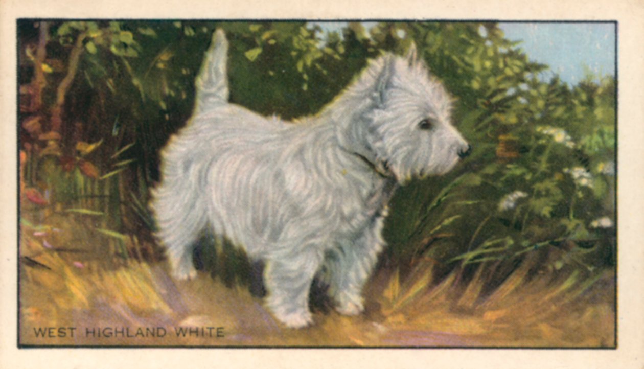 Honden: West Highland White (kleurenlitho) door English School
