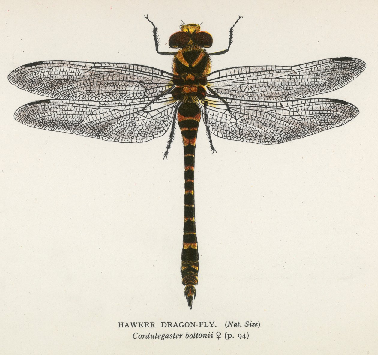 Libellen: Havik libelle (kleurenlitho) door English School