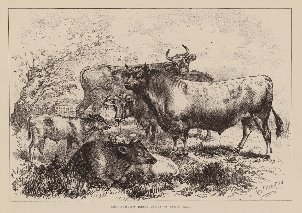 Het Jersey-vee van graaf Rosslyn bij Easton Hall (gravure) door English School