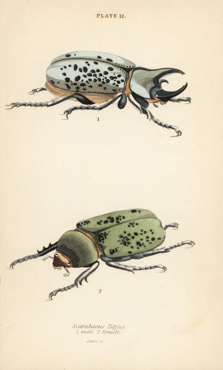 Oostelijke Herculeskever, Dynastes tityus, mannetje 1, vrouwtje 2 door English School