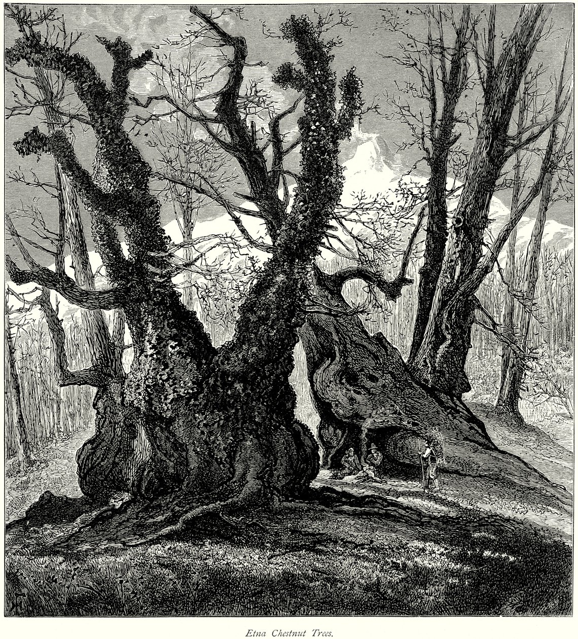 Etna kastanjebomen (gravure) door English School