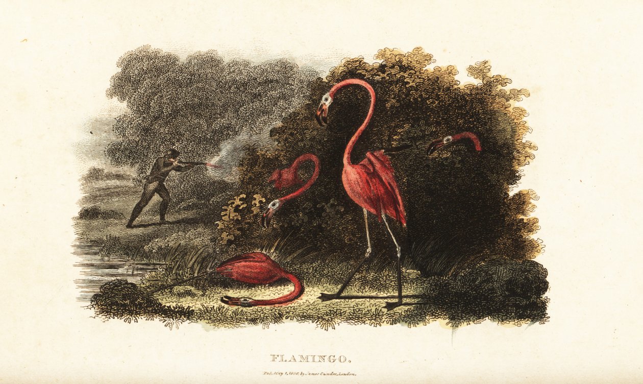 Flamingo