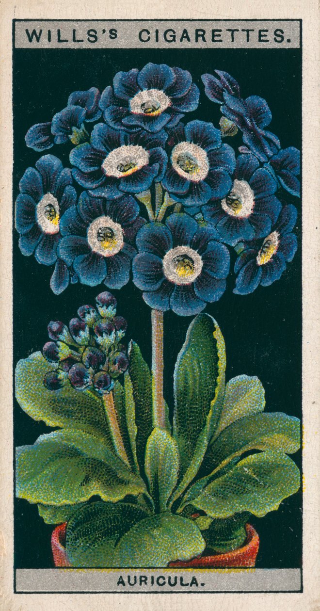 Bloementeelt in potten: Alpine Auricula (chromolitho) door English School