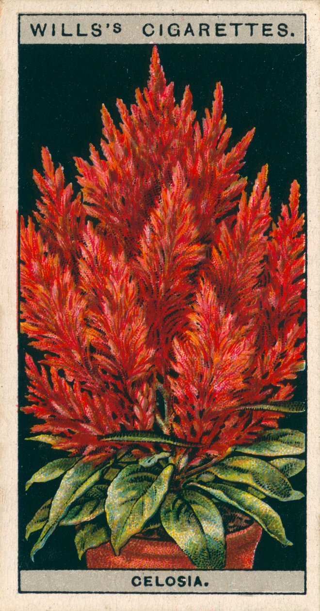 Bloementeelt in potten: Celosia (chromolitho) door English School