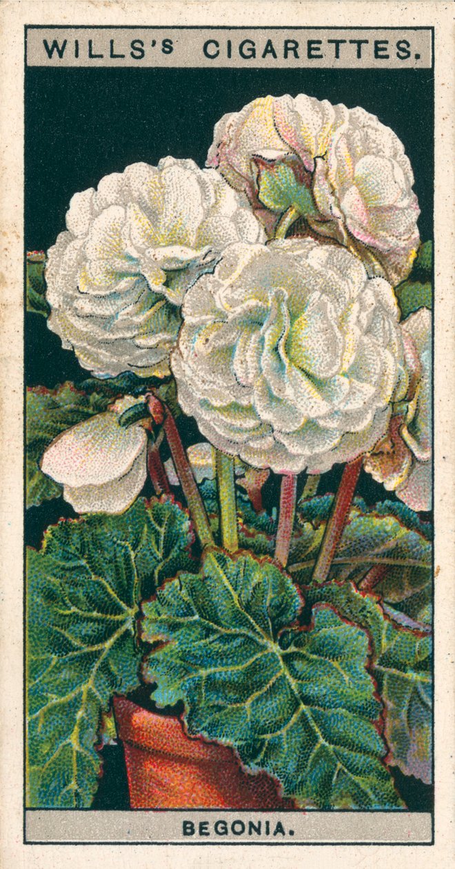 Bloementeelt in potten: Dubbele wortelbegonia (chromolitho) door English School