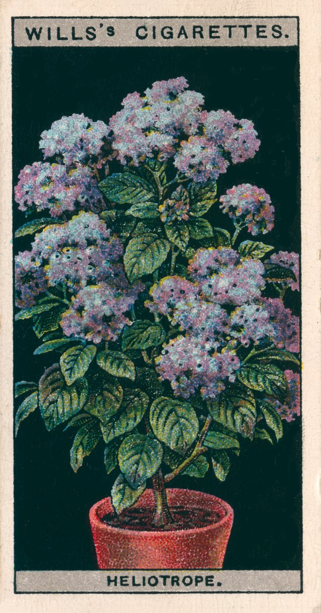 Bloementeelt in potten: Heliotroop of kersentaart (chromolitho) door English School