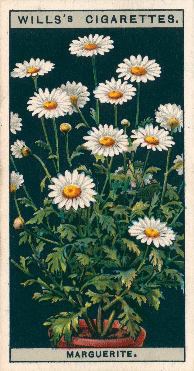 Bloementeelt in potten: Margriet (chromolitho) door English School