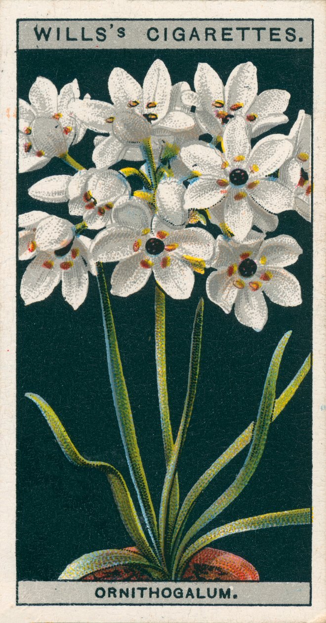 Bloementeelt in potten: Ornithogalum (chromolitho) door English School