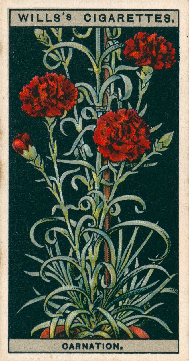 Bloementeelt in potten: Blijvend bloeiende anjer (chromolitho) door English School