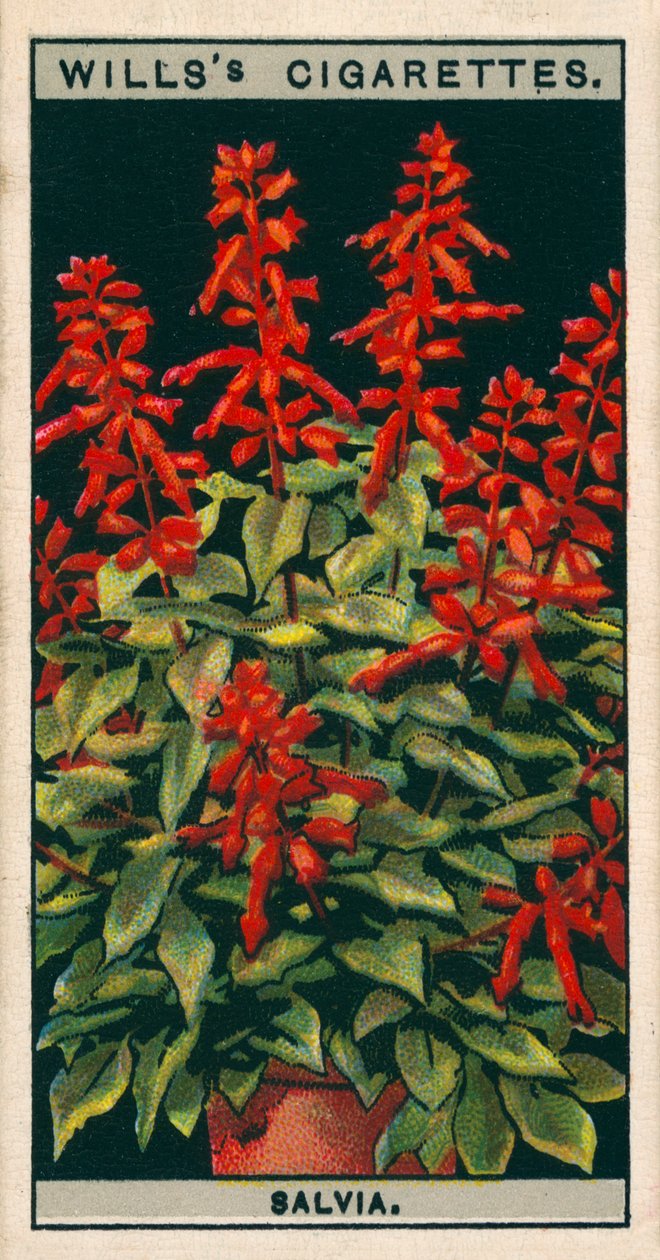 Bloementeelt in potten: Salvia (chromolitho) door English School