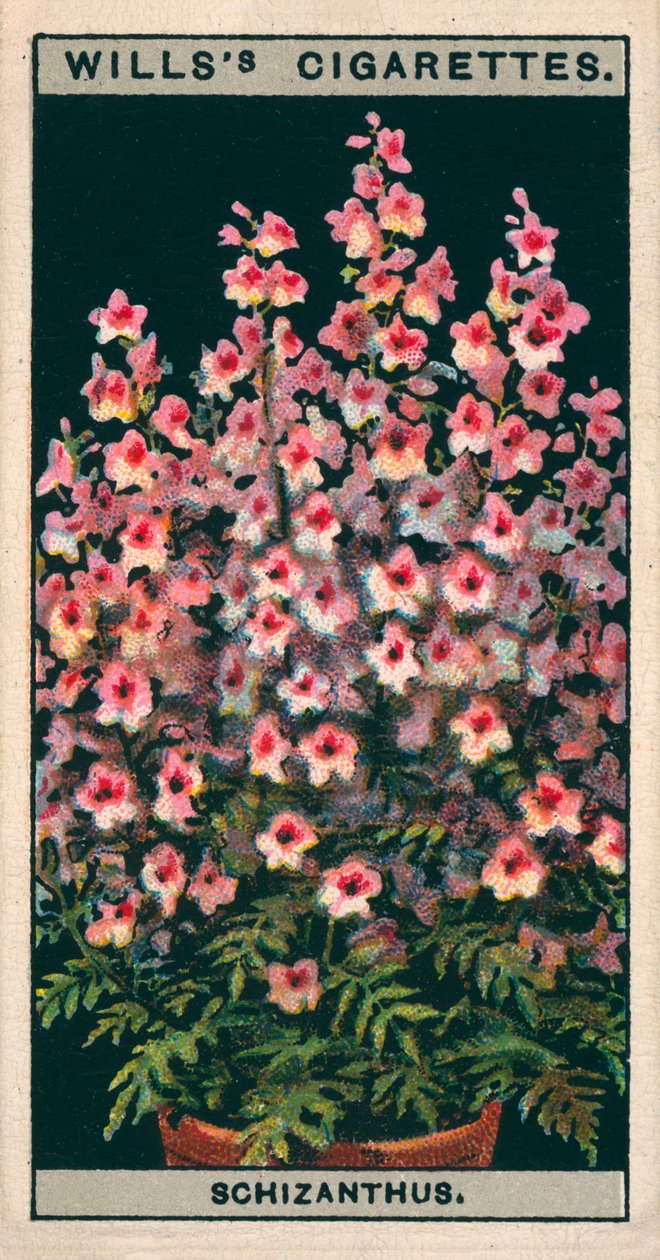 Bloementeelt in potten: Schizanthus of Vlinderbloem (chromolitho) door English School