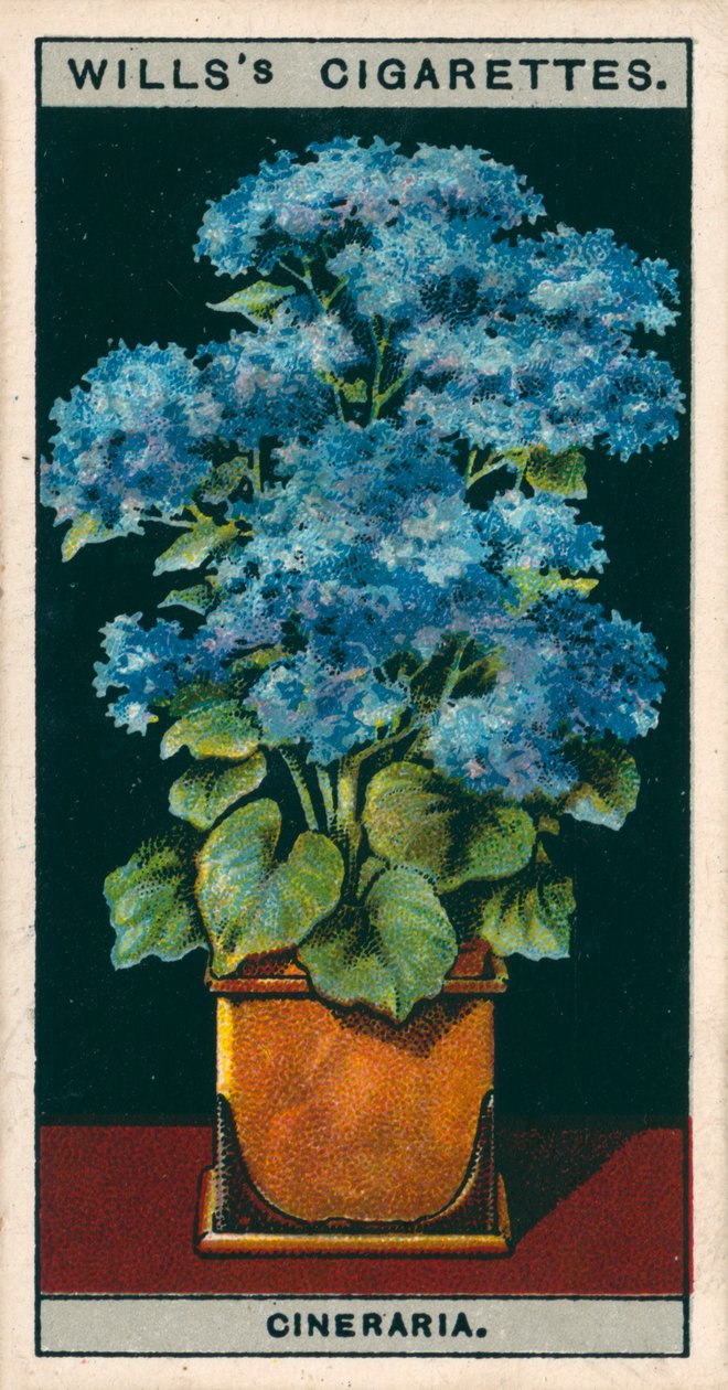 Bloementeelt in potten: Ster Cineraria (chromolitho) door English School