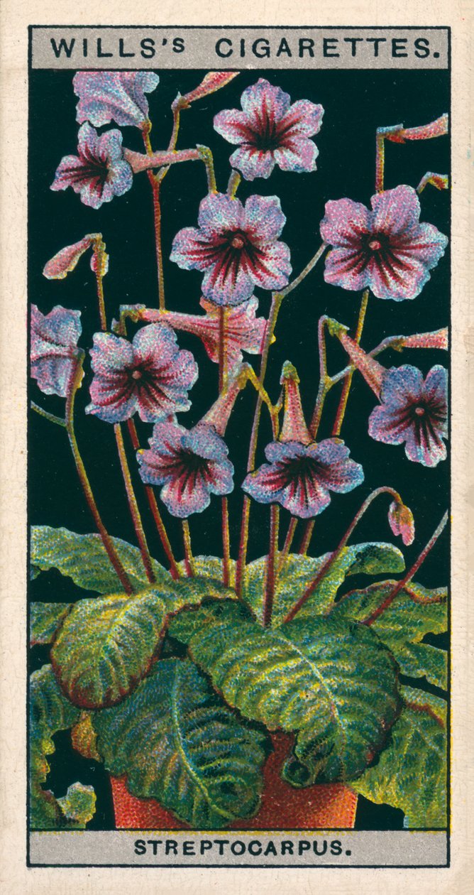 Bloementeelt in potten: Streptocarpus of sleutelbloem (chromolitho) door English School