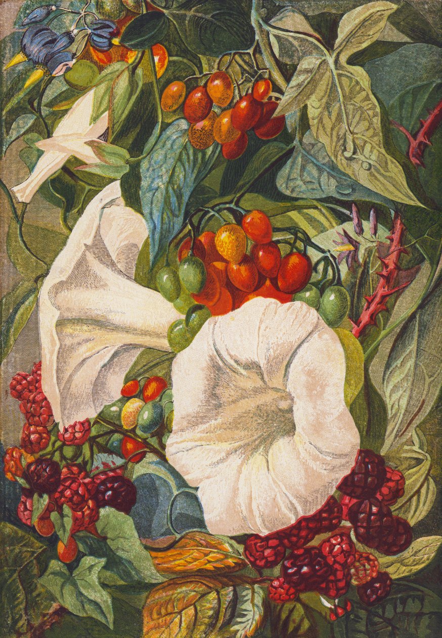 Bloemen en bessen (kleurenlitho) door English School