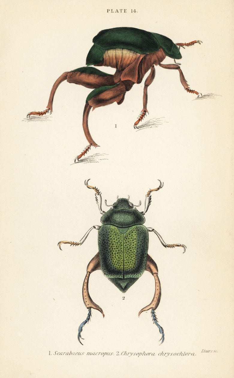 Kikkerpootkever of kangoeroekever, Sagra papuana 1, en glanzende bladsprietkever, Chrysophora chrysochlora 2 door English School