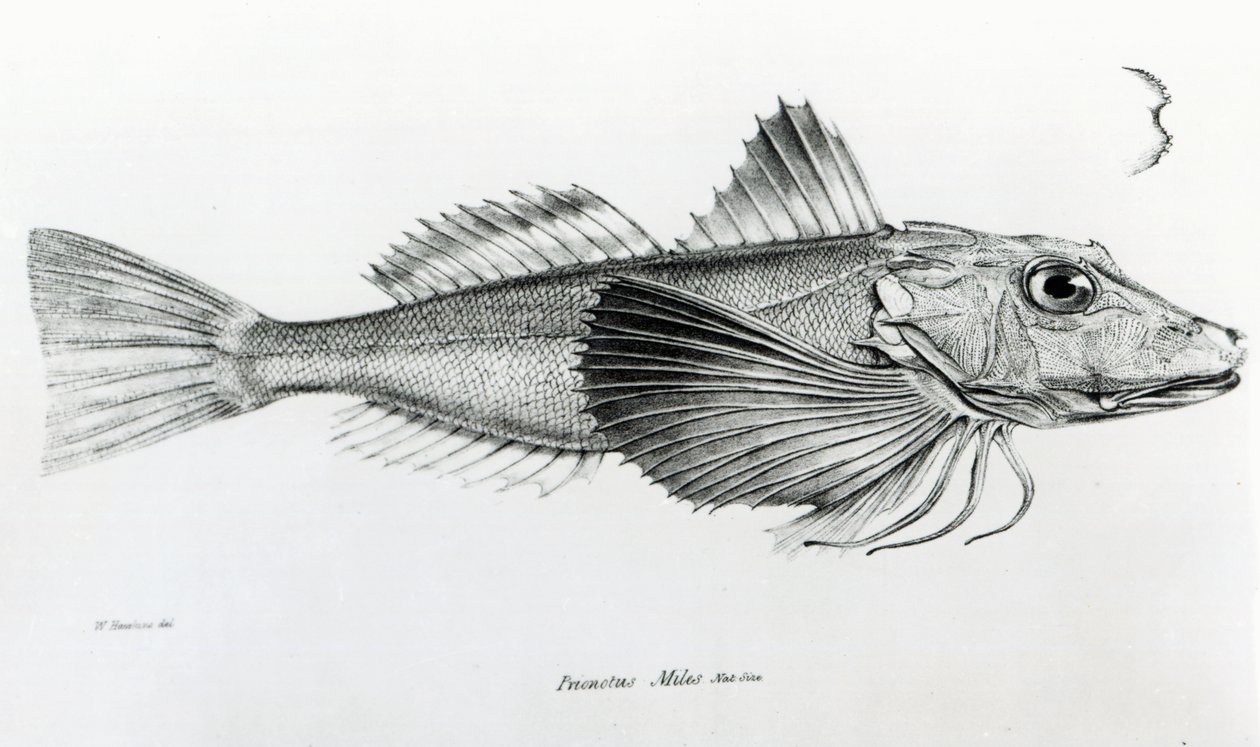 Galapagos Gurnard, plaat 6 uit 