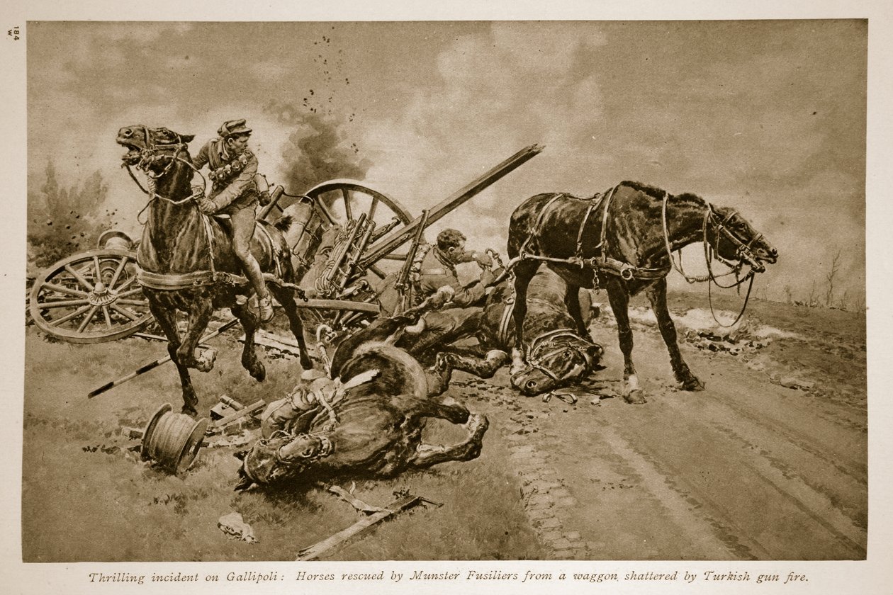 Gallipoli: Paarden gered door Munster Fusiliers van een wagen vernietigd door Turks kanonvuur door English School