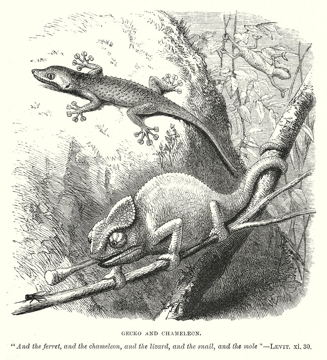 Gekko en kameleon (gravure) door English School