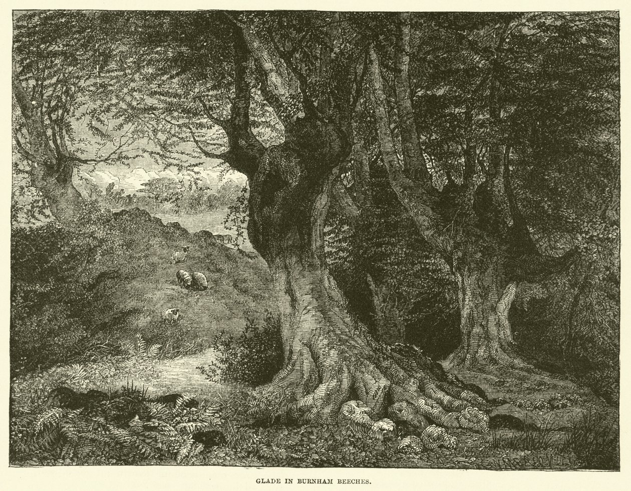 Glade in Burnham Beeches (gravure) door English School