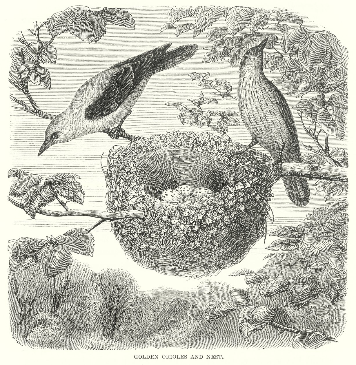 Gouden Orioles (gravure) door English School