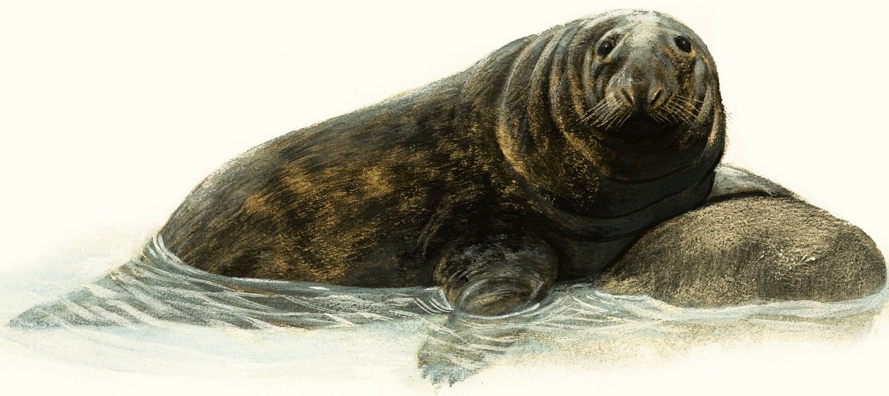 Grijze zeehond door English School