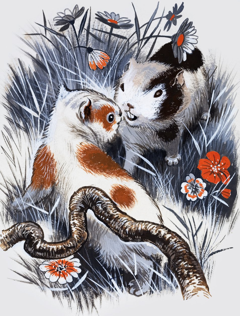 Cavia (gouache op papier) door English School
