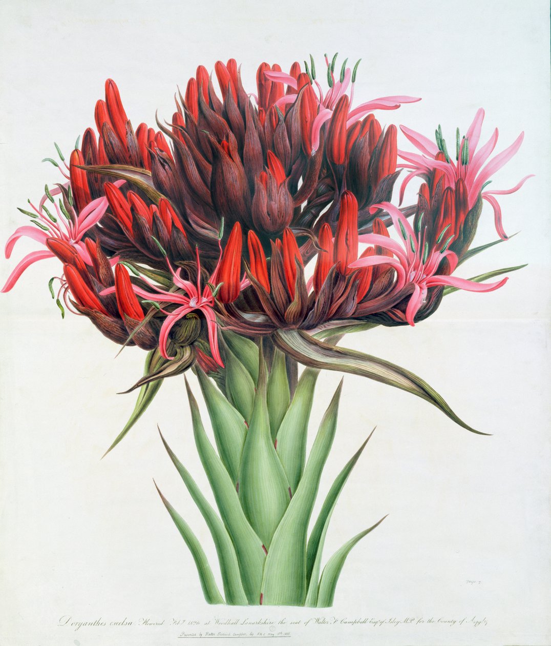 Gymea Lelie, 1826 door English School
