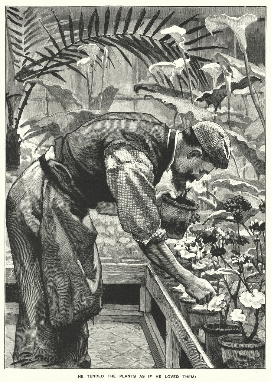 Hij verzorgde de planten alsof hij ervan hield! (gravure) door English School
