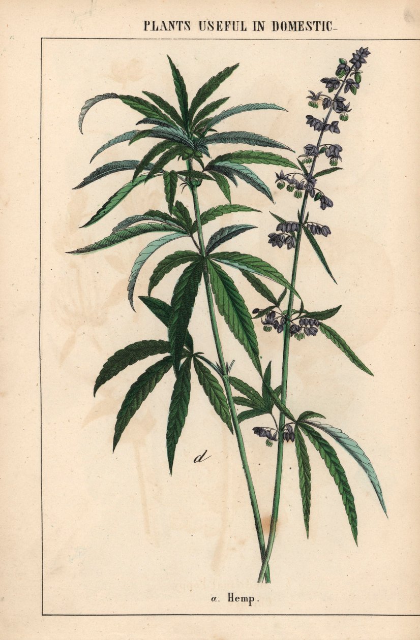 Hennep met blauwe bloemen, uit "The Instructive Picturebook, or Lessons from the Vegetable World," [Charlotte Mary Yonge], Edinburgh door English School