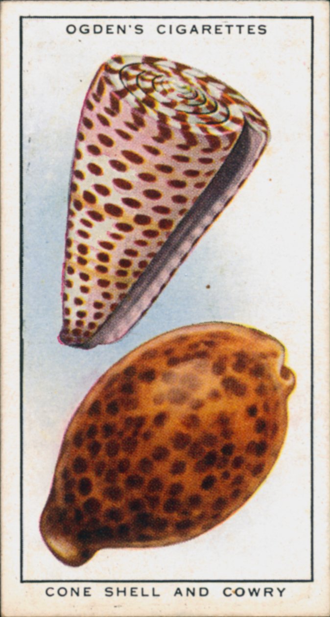 Verborgen kleuren in weekdieren, kegelschelp en kauri (kleurenlitho) door English School