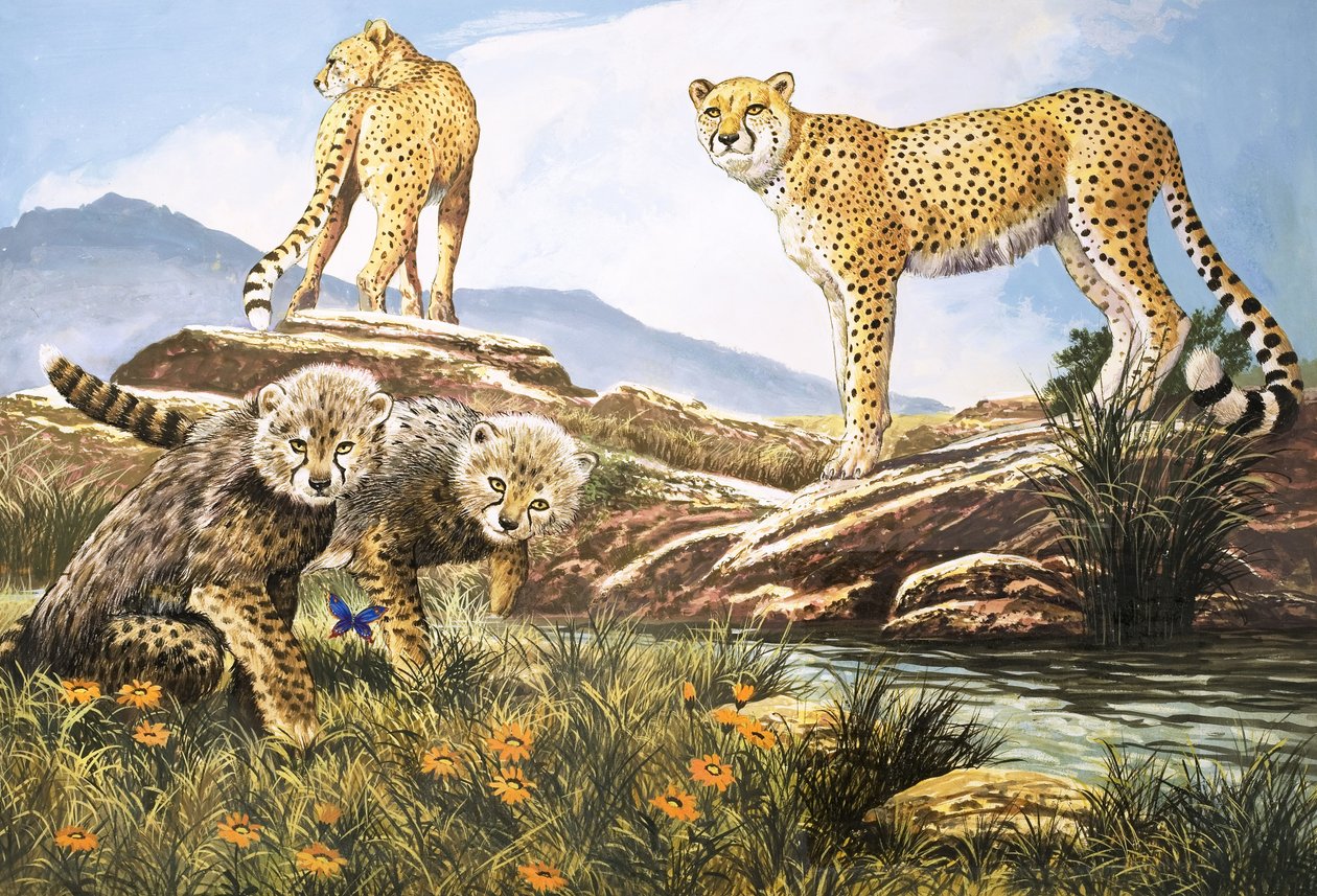 High-Speed Hunter, The Cheetah, illustratie uit Nature