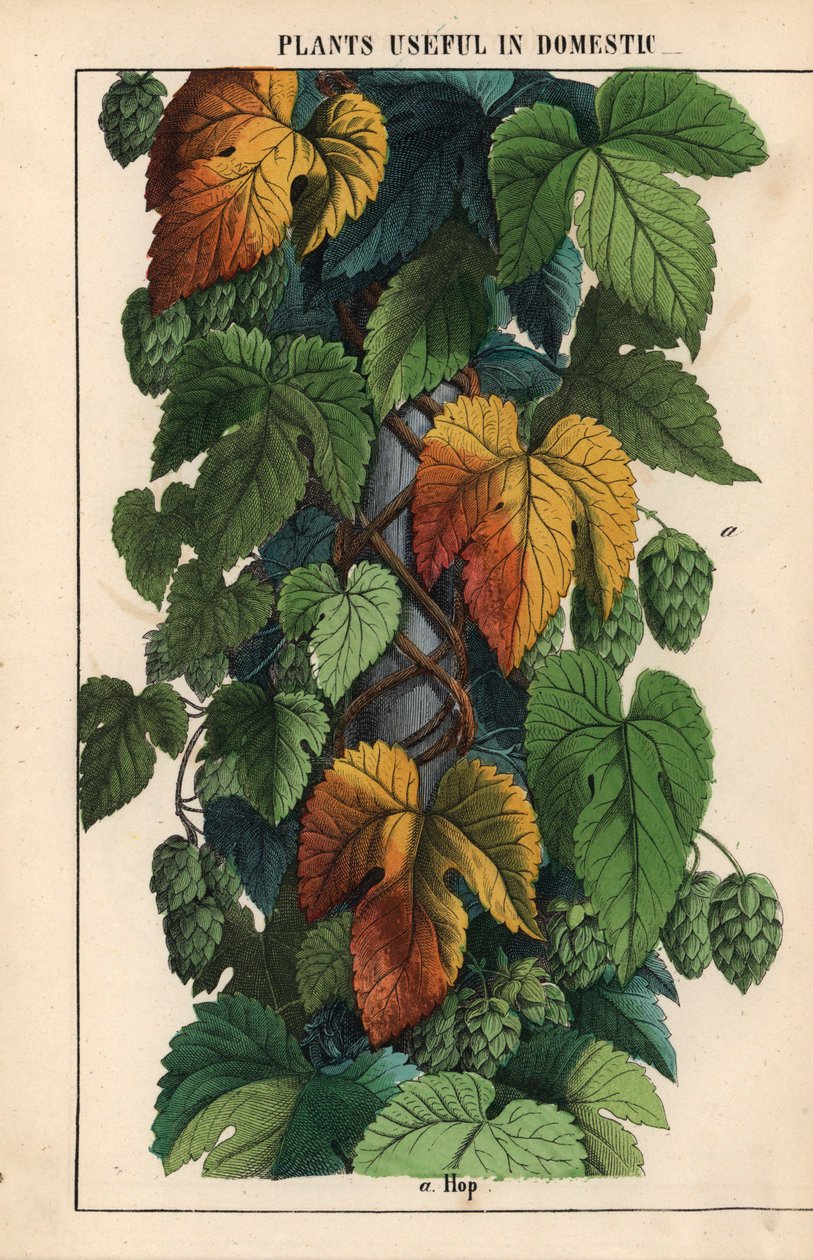 Hop, met groene vruchten, uit 