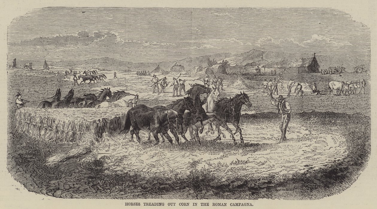 Paarden die graan uitrijden in de Romeinse Campagna (gravure) door English School