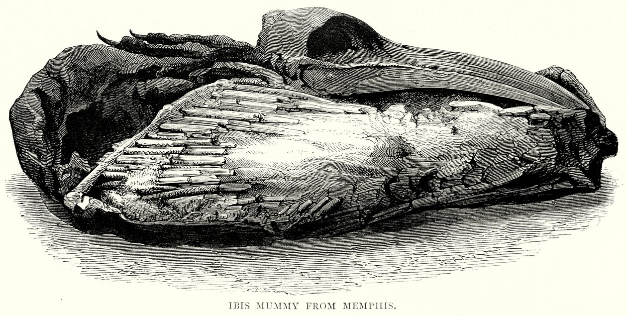 Ibis-mummie uit Memphis (gravure) door English School