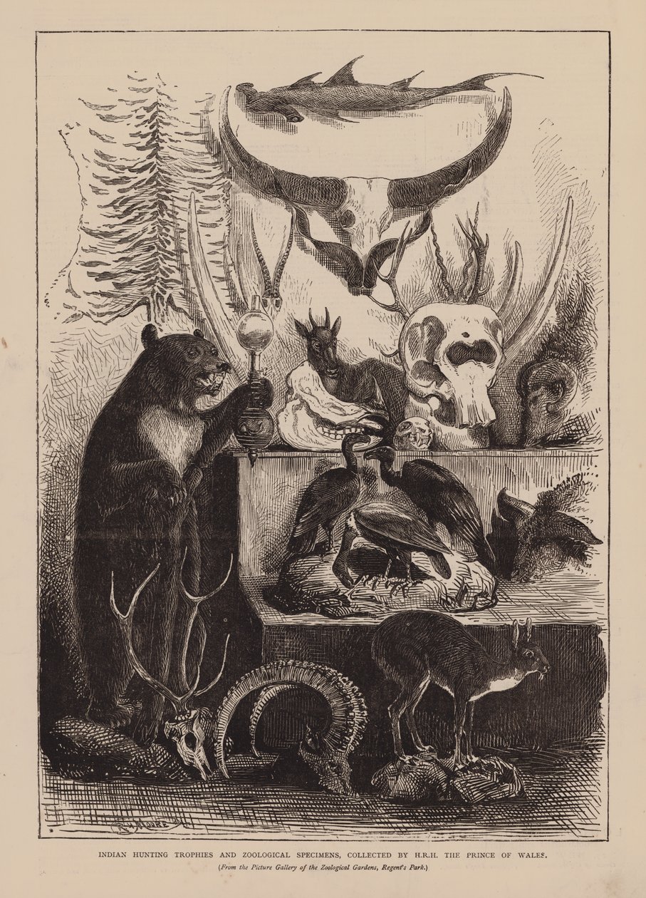Indische jachttrofeeën en zoölogische specimens, verzameld door ZKH de Prins van Wales (gravure) door English School